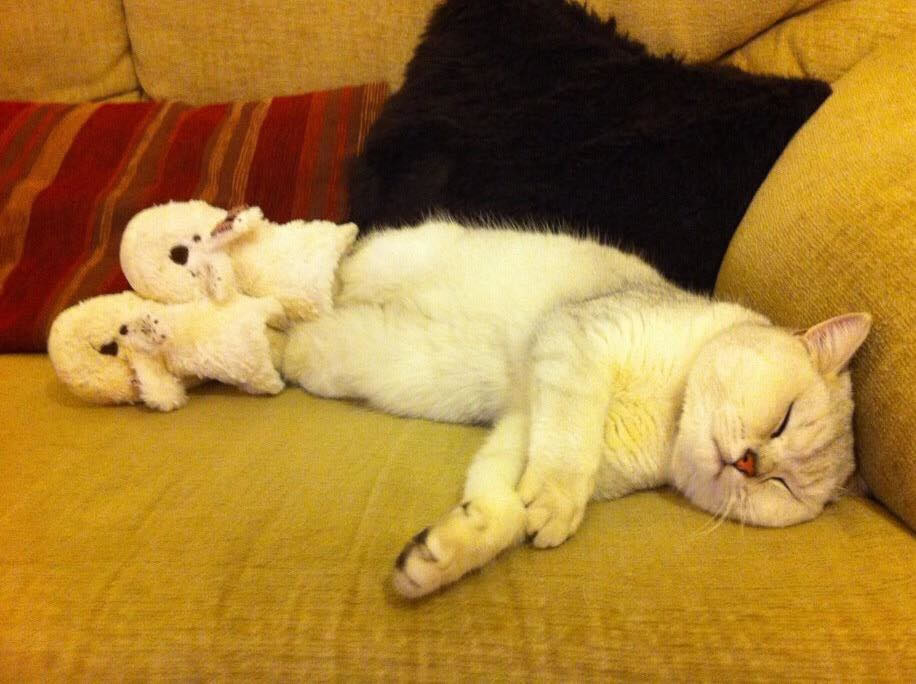 cat on sofa with socks