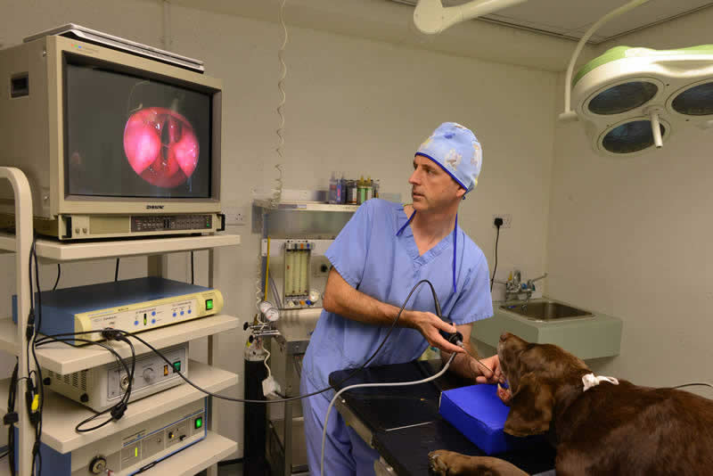 Endoscopy on a dog at Wood Vets Quedgeley