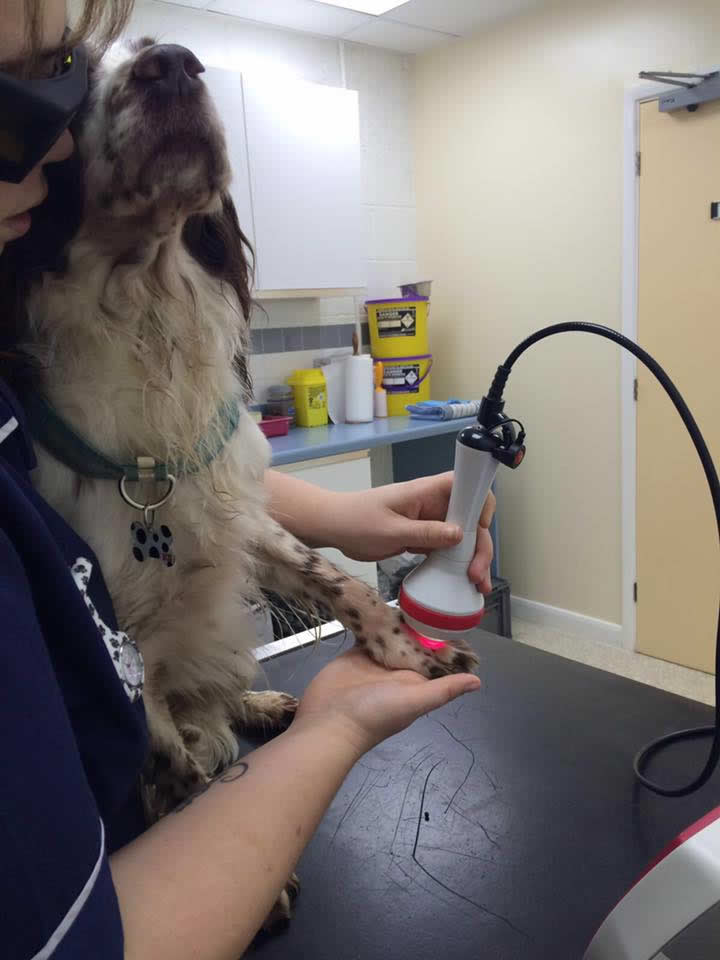Springer spaniel Meg at Wood Vets having laser therapy on her arthritic joint