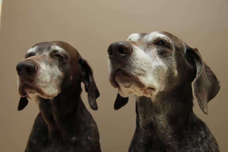 old dogs