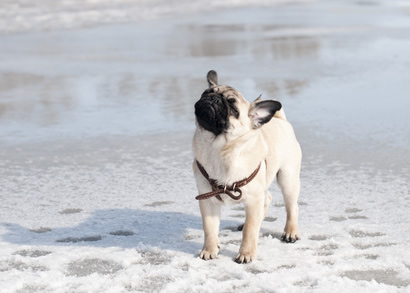 pug in snow