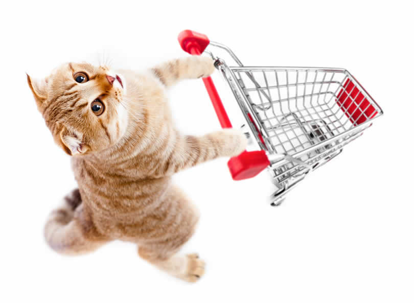 cat and trolley