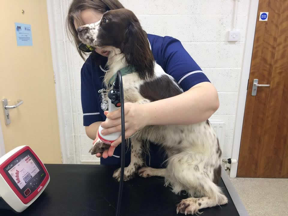 Dog having laser therapy treatment at Wood Vets