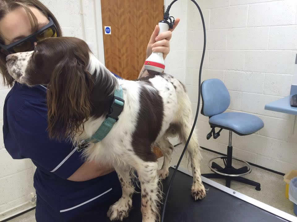Dog having laser therapy treatment at Wood Vets