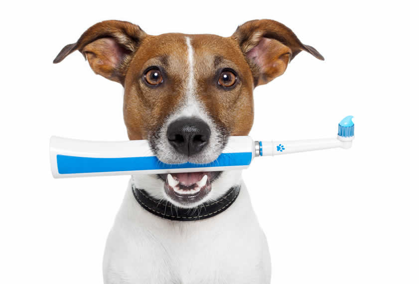 dog with toothbrush in mouth