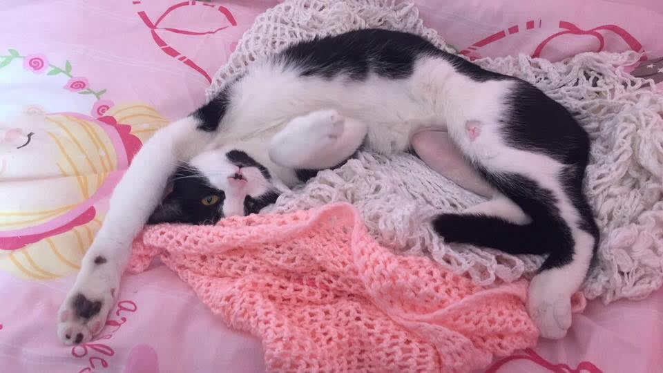 cat Oreo relaxing and stretching out at home