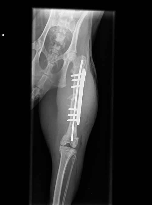 cat x-ray of fractured femur fixed with plates and screws at Wood vets