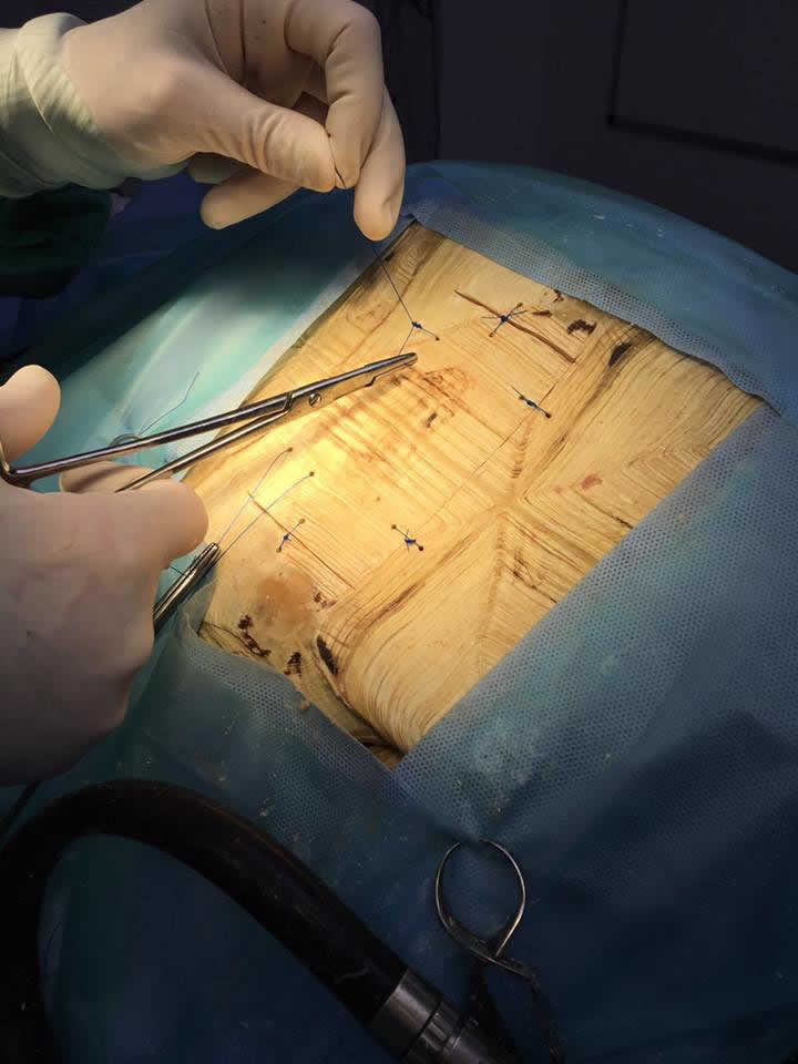 Tortoise surgery at Wood Vet Group