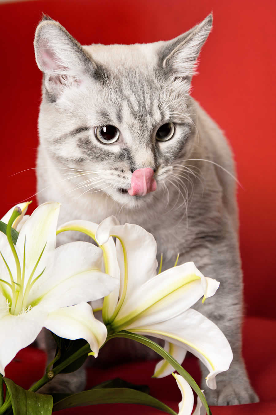 cat and lilies
