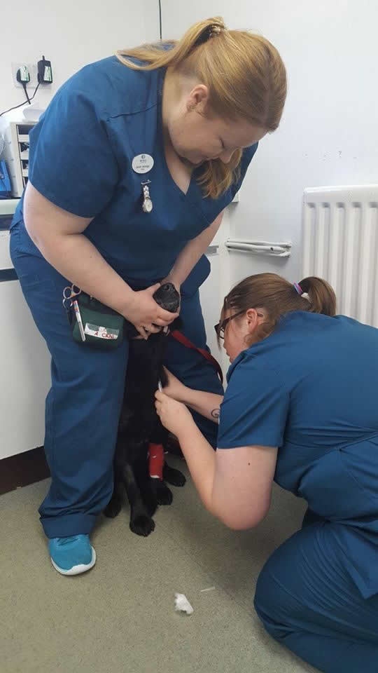 nurse at wood vets 