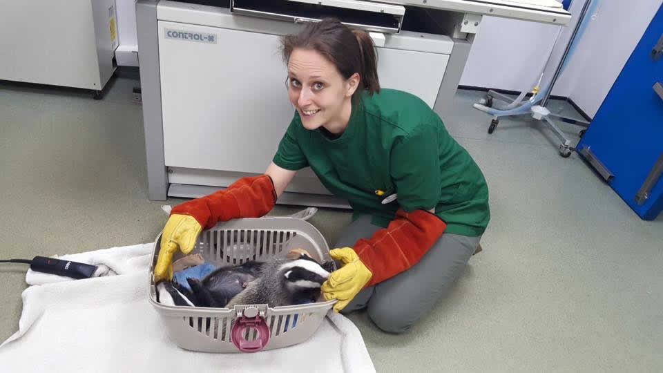 Vet Charlotte at Wood Vets with 2 badger cubs