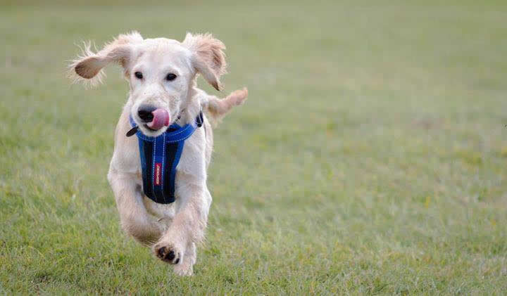 dog running in park