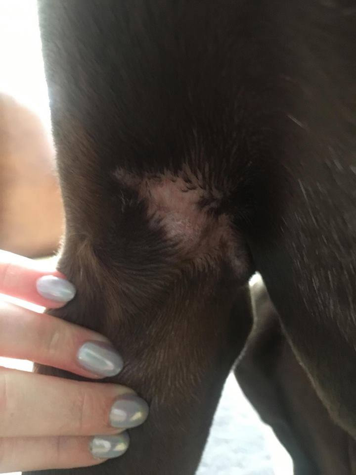 Wound on dog's elbow being treated with antibiotics and laser therapy at Wood Vets Quedgeley