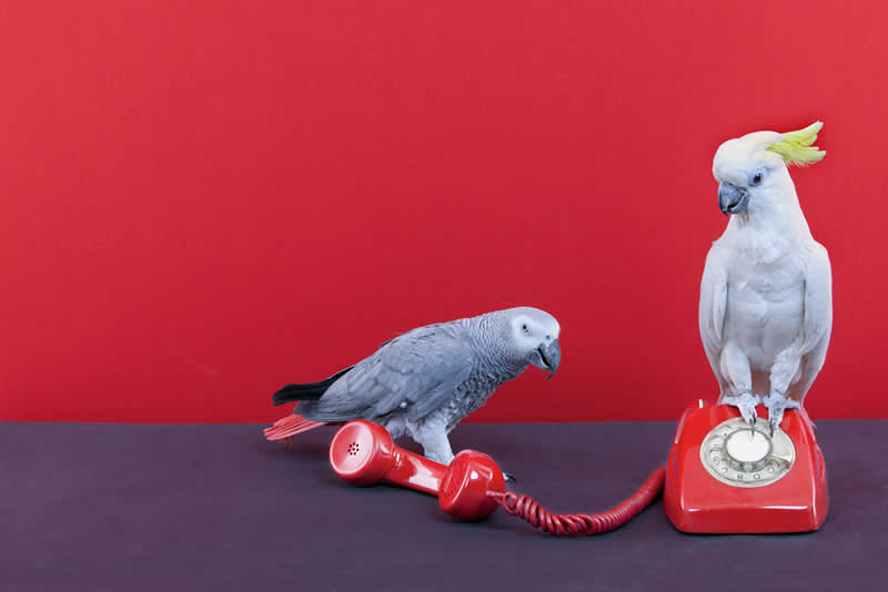parrot and cockatiel on phone