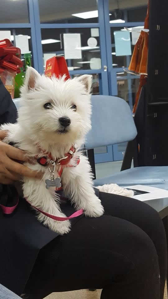 Puppy at Wood Vets in Gloucester puppy party