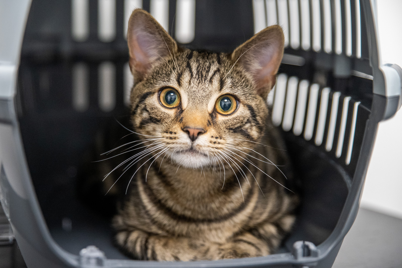 Cat 1