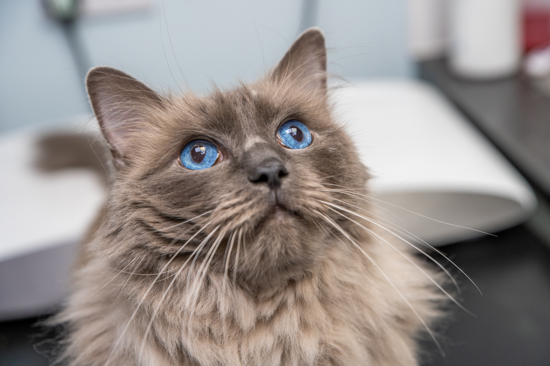 Cat 2