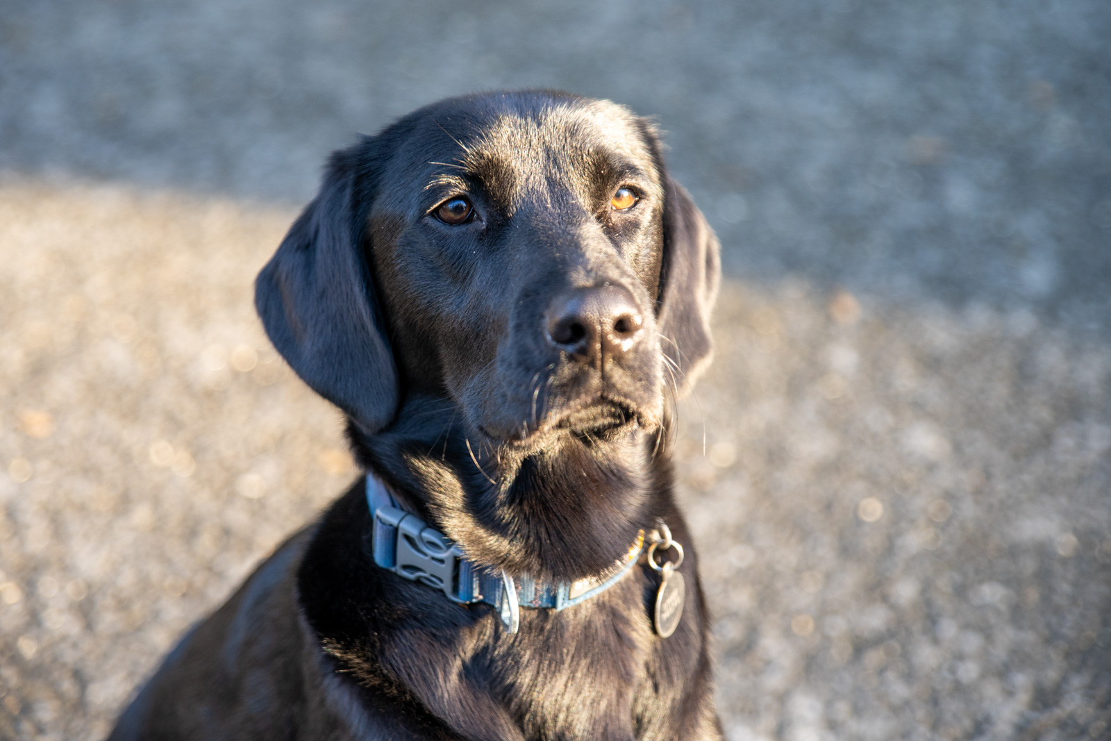 Dog 4
