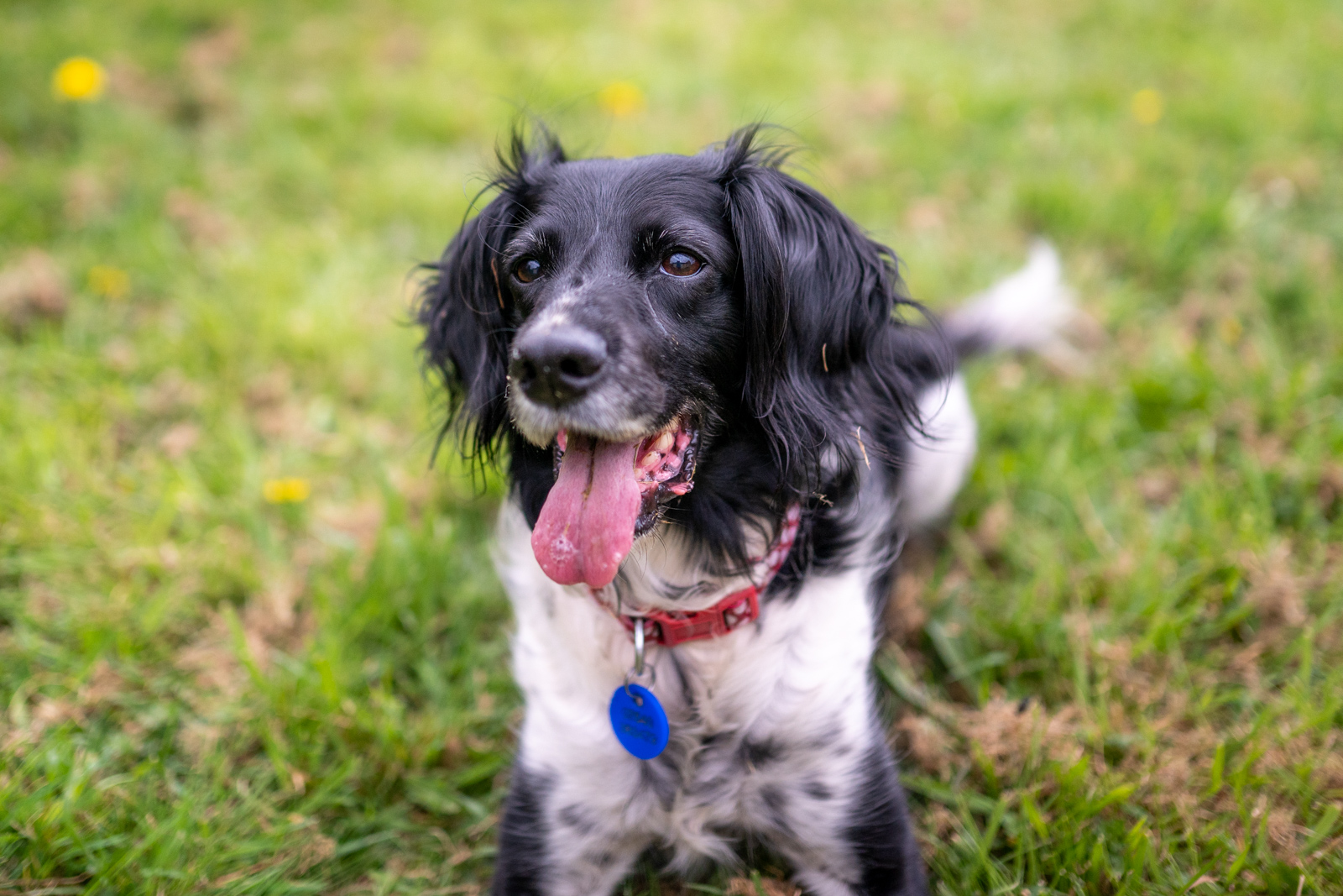 Dog 5